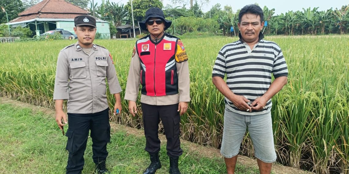 Polsek Balongbendo Dukung Ketahanan Pangan, Dialogis Petani Desa Singkalan