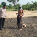 Polsek Sidoarjo Kota Lakukan Pengecekan Lahan Ketahanan Pangan di Kelurahan Sidokumpul