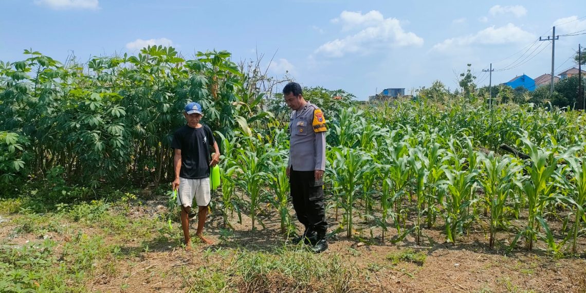 Bhabinkamtibmas Cek Lahan Ketahanan Pangan di Desa Keboananom Gedangan