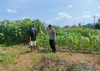 Bhabinkamtibmas Cek Lahan Ketahanan Pangan di Desa Keboananom Gedangan