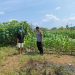 Bhabinkamtibmas Cek Lahan Ketahanan Pangan di Desa Keboananom Gedangan
