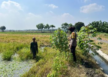 Polwan Polsek Wonoayu Bantu Warga Rawat Lahan Kosong