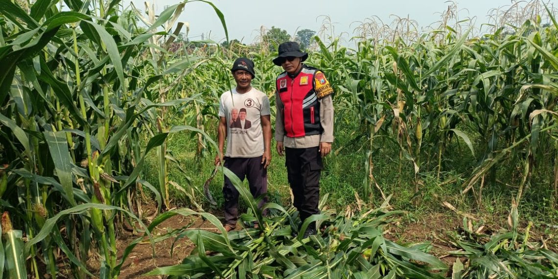 Bhabinkamtibmas Polsek Balongbendo Dampingi Ketahanan Pangan Tanaman Jagung