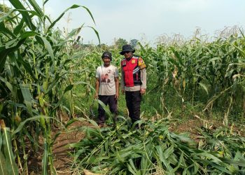 Bhabinkamtibmas Polsek Balongbendo Dampingi Ketahanan Pangan Tanaman Jagung