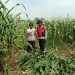 Bhabinkamtibmas Polsek Balongbendo Dampingi Ketahanan Pangan Tanaman Jagung