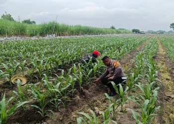 Kapolsek Tarik Masifkan Pendampingan ke Petani, Cegah Gagal Panen