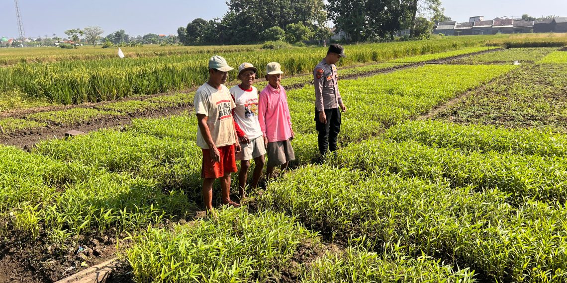 Bhabinkamtibmas Lemujut Sambangi Petani, Dukung Ketahanan Pangan