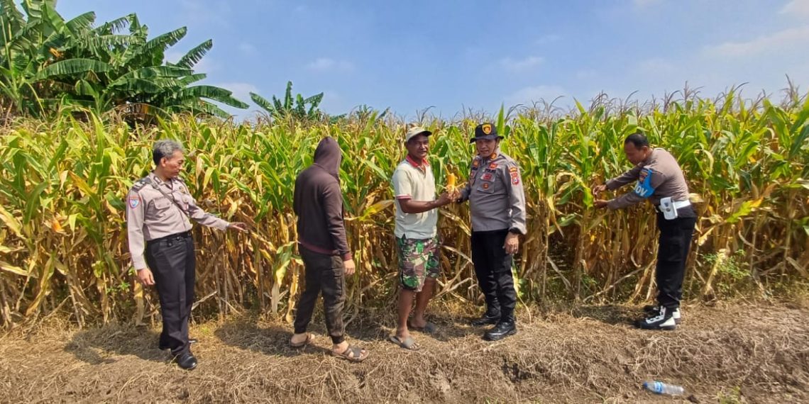 Kapolsek Prambon Tinjau Lahan Jagung di Bulang, Pastikan Siap Panen dan Cegah Gagal Panen