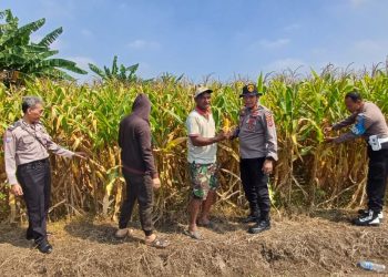 Kapolsek Prambon Tinjau Lahan Jagung di Bulang, Pastikan Siap Panen dan Cegah Gagal Panen