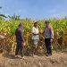 Kapolsek Prambon Tinjau Lahan Jagung di Bulang, Pastikan Siap Panen dan Cegah Gagal Panen