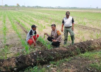 Polsek Balongbendo Optimalkan Pendampingan Ketahanan Pangan Tanaman Jagung