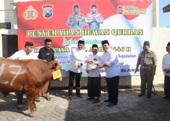 Idul Adha 1446 H, Polresta Sidoarjo Salurkan Hewan Kurban 35 Ekor Sapi dan 55 Ekor Kambing