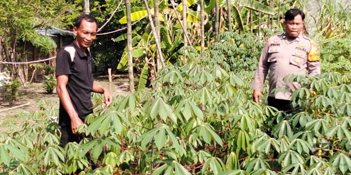 Polsek Prambon Apresiasi Warga Tanam Singkong di Pekarangan Rumah