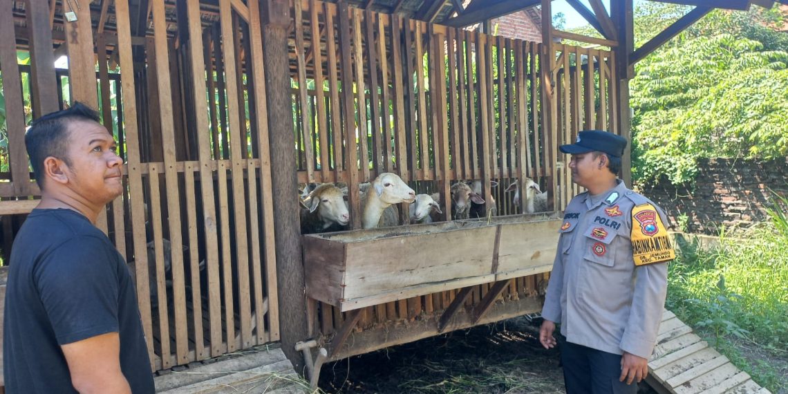 Pemanfaatan Lahan Kosong untuk Peternakan Kambing Etawa di Desa Jemundo