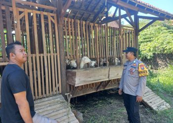 Pemanfaatan Lahan Kosong untuk Peternakan Kambing Etawa di Desa Jemundo