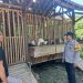 Pemanfaatan Lahan Kosong untuk Peternakan Kambing Etawa di Desa Jemundo