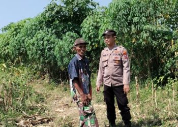 Polsek Tarik Gencarkan Patroli Ketahanan Pangan Perkebunan Jagung
