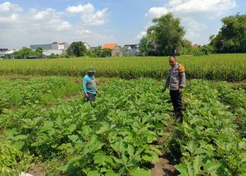 Dorong Ketahanan Pangan, Bhabinkamtibmas Polsek Buduran Dampingi Petani Terong