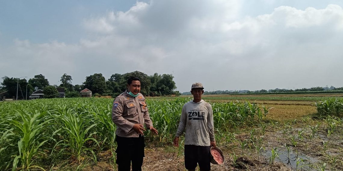 Polsek Tarik Ajak Petani Antisipasi Gagal Panen Jagung