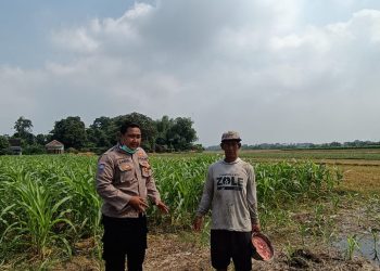 Polsek Tarik Ajak Petani Antisipasi Gagal Panen Jagung