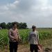Polsek Tarik Ajak Petani Antisipasi Gagal Panen Jagung