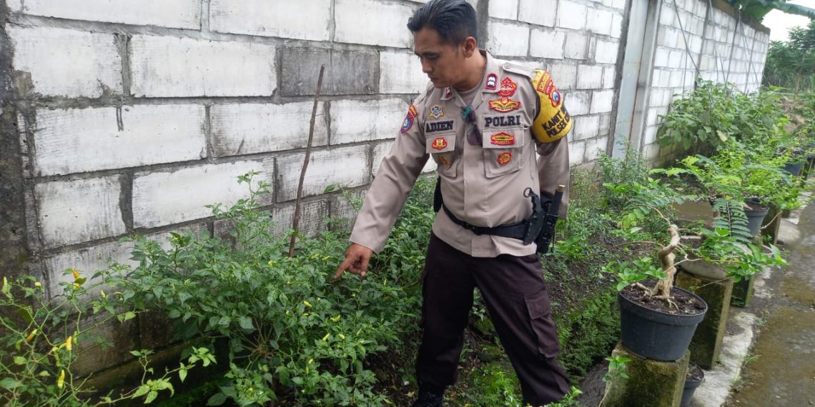 Polsek Krembung Wujudkan P2B Ketahanan Pangan di Desa Lemujut