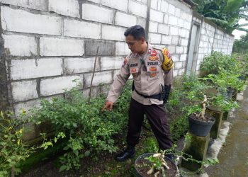 Polsek Krembung Wujudkan P2B Ketahanan Pangan di Desa Lemujut