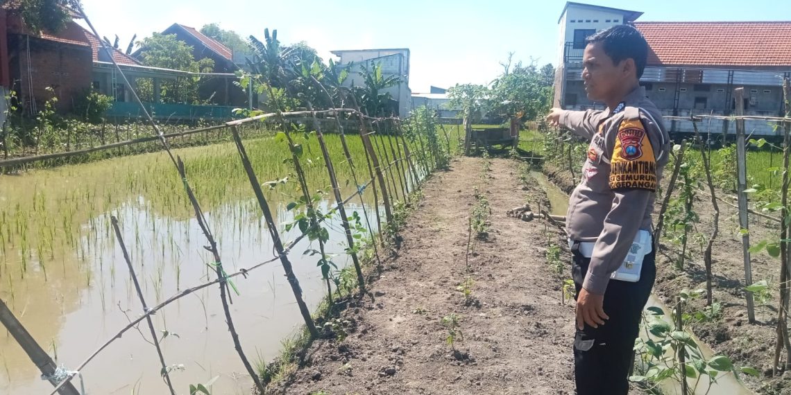 Bhabinkamtibmas Gemurung Tinjau Lahan Ketahanan Pangan Pertanian Terong