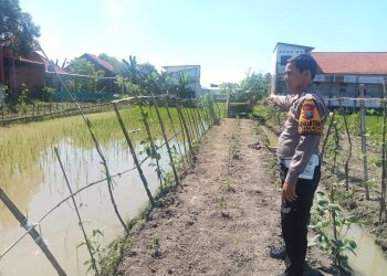 Bhabinkamtibmas Gemurung Tinjau Lahan Ketahanan Pangan Pertanian Terong