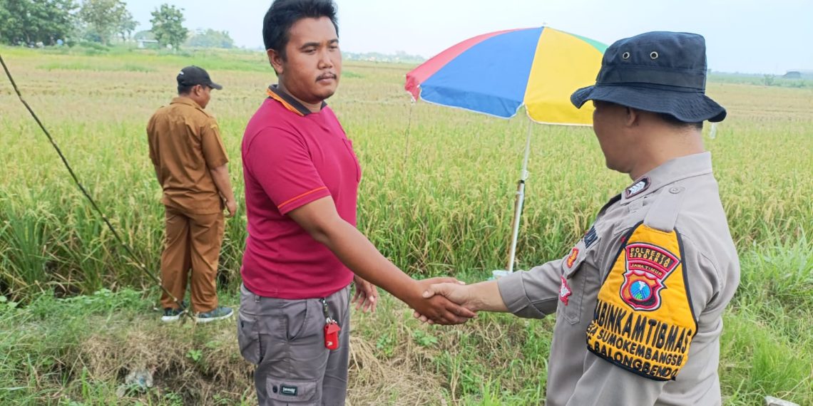 Bhabinkamtibmas Polsek Balongbendo Patroli Ketahanan Pangan, Tinjau Lahan Jagung dan Padi