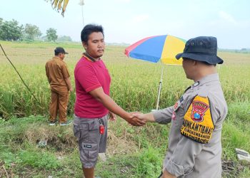 Bhabinkamtibmas Polsek Balongbendo Patroli Ketahanan Pangan, Tinjau Lahan Jagung dan Padi