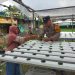Polsek Taman Tinjau Progres Program Tanaman Sayur Hidroponik di Desa Pertapan Maduretno