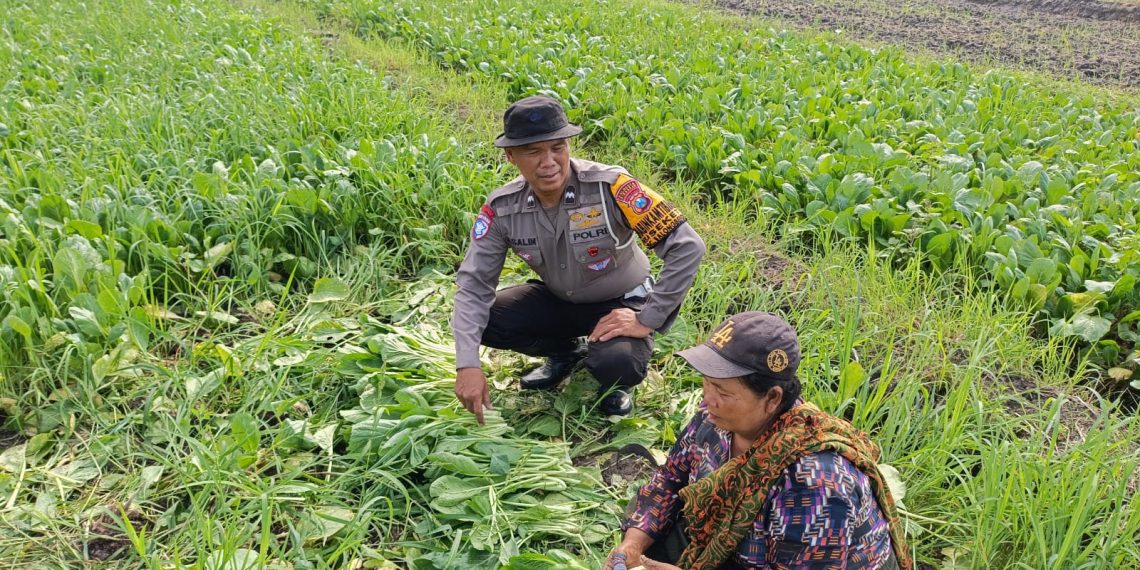 Bhabinkamtibmas Desa Seketi Sambangi Lahan P2B Dukung Swasembada Pangan Mandiri