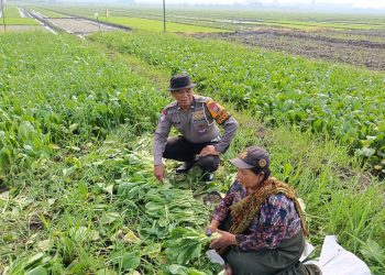 Bhabinkamtibmas Desa Seketi Sambangi Lahan P2B Dukung Swasembada Pangan Mandiri