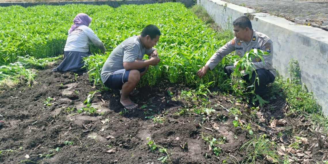 Polsek Porong Ajak Warga Lestarikan Tanam Kangkung