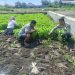 Polsek Porong Ajak Warga Lestarikan Tanam Kangkung