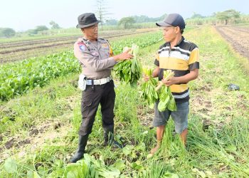 Bhabinkamtibmas Seketi Dukung Ketahanan Pangan Berupa Lahan Tanaman Sawi