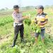 Bhabinkamtibmas Seketi Dukung Ketahanan Pangan Berupa Lahan Tanaman Sawi