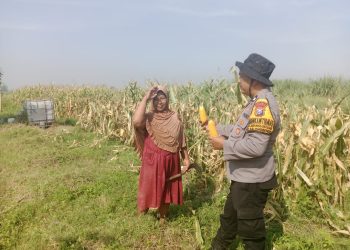 Bhabinkamtibmas Kedungsukodani Balongbendo Sambang Lahan Jagung