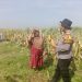 Bhabinkamtibmas Kedungsukodani Balongbendo Sambang Lahan Jagung