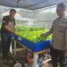 Polisi Tinjau Lahan Ketahanan Pangan Sayur Hidroponik Desa Tebel Gedangan