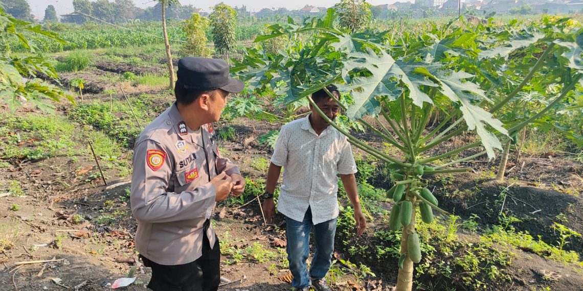 Bhabinkamtibmas Taman Ajak Lestarikan Pepaya, Wujudkan Ketahanan Pangan Bergizi