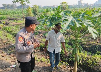 Bhabinkamtibmas Taman Ajak Lestarikan Pepaya, Wujudkan Ketahanan Pangan Bergizi