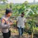Bhabinkamtibmas Taman Ajak Lestarikan Pepaya, Wujudkan Ketahanan Pangan Bergizi