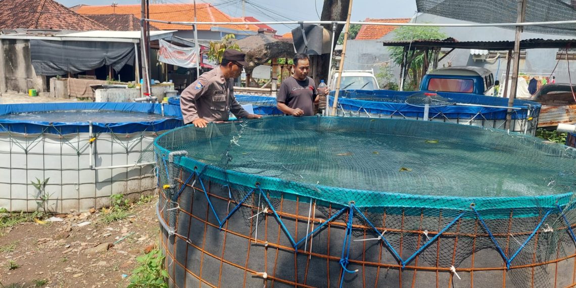 Budidaya Lele di Lahan Kosong Desa Ketimang Dukung Ketahanan Pangan Polresta Sidoarjo