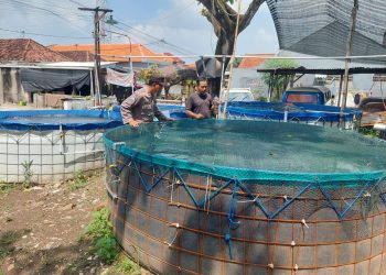 Budidaya Lele di Lahan Kosong Desa Ketimang Dukung Ketahanan Pangan Polresta Sidoarjo