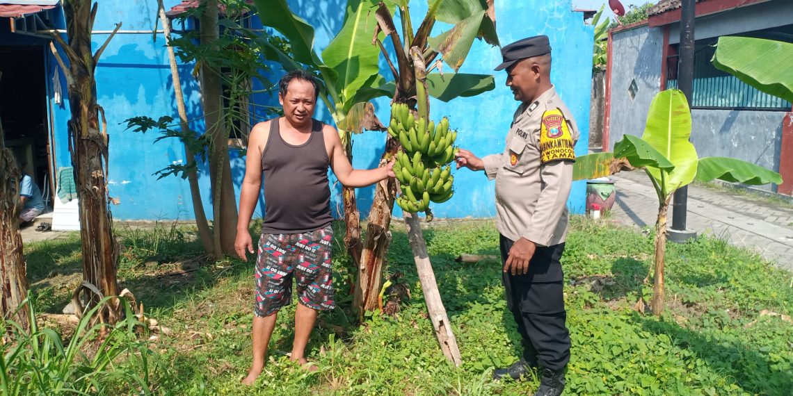 Bhabinkamtibmas Polsek Taman Dampingi Warga Kelurahan Wonocolo Budidaya Pisang untuk Ketahanan Pangan