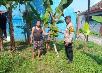 Bhabinkamtibmas Polsek Taman Dampingi Warga Kelurahan Wonocolo Budidaya Pisang untuk Ketahanan Pangan