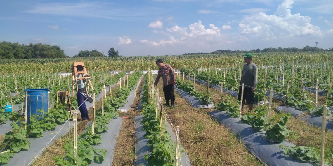 Kanit Binmas Polsek Prambon Tinjau Lahan Melon, Dukung Ketahanan Pangan Mandiri