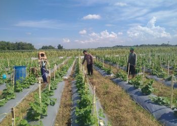 Kanit Binmas Polsek Prambon Tinjau Lahan Melon, Dukung Ketahanan Pangan Mandiri